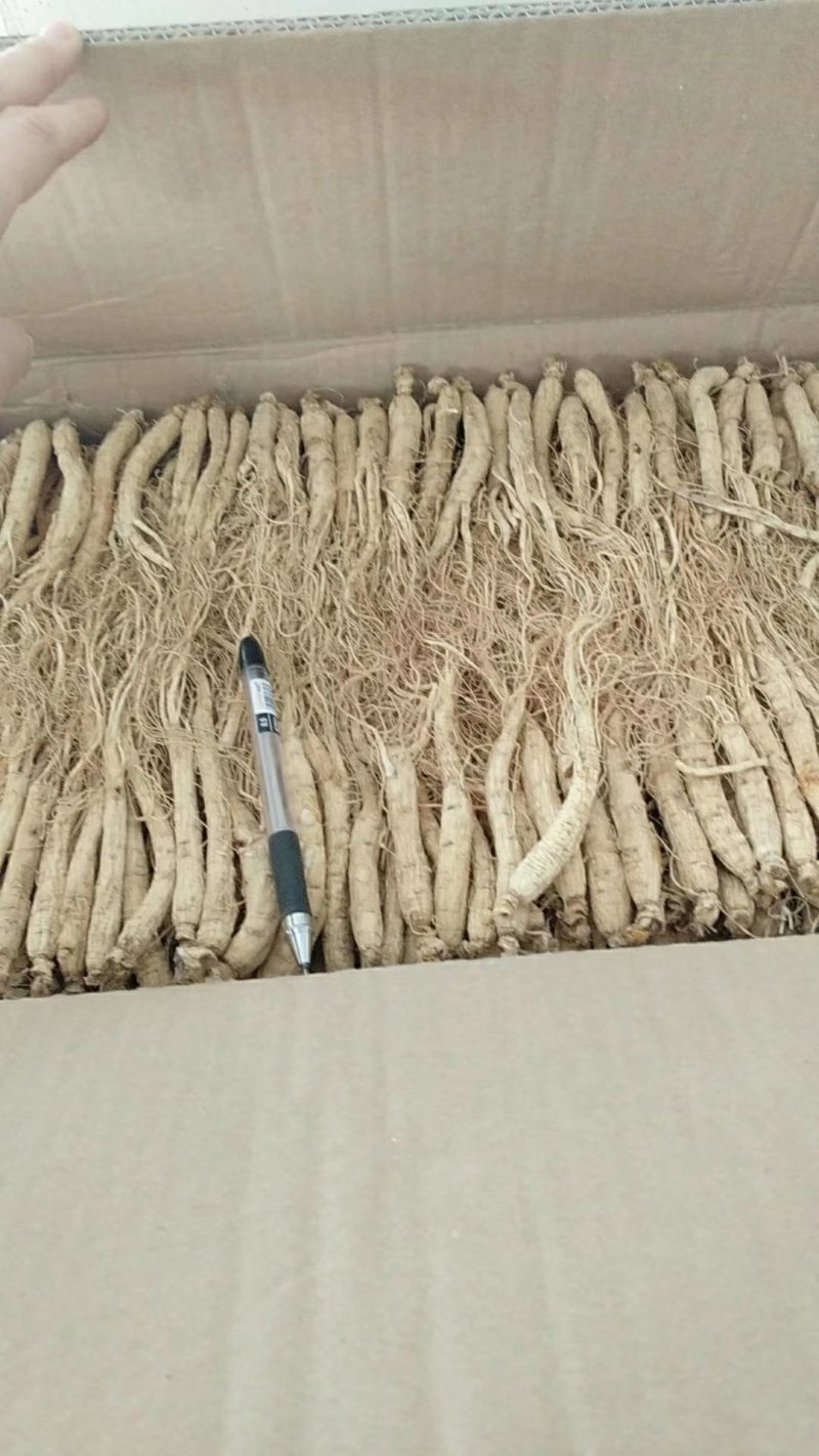 振兴药材批发供应小白参个规格齐全产地直供一手货源全国发货