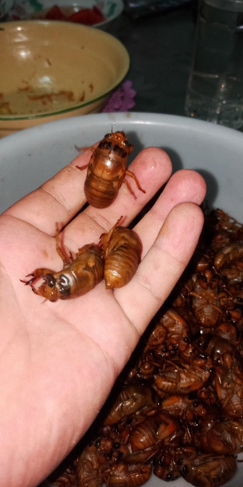 阳信梨园野生金蝉