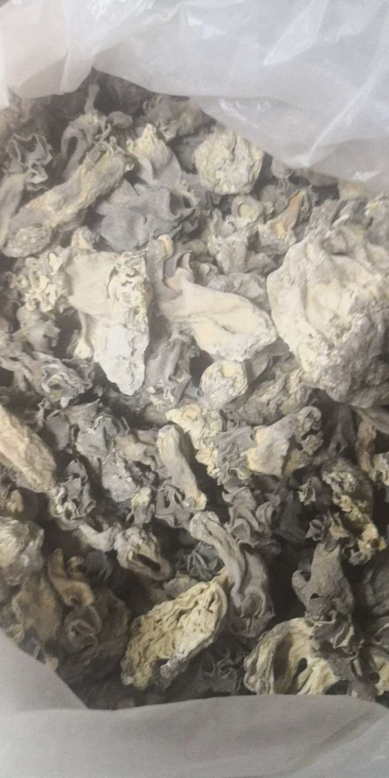 巴楚野蘑菇通货