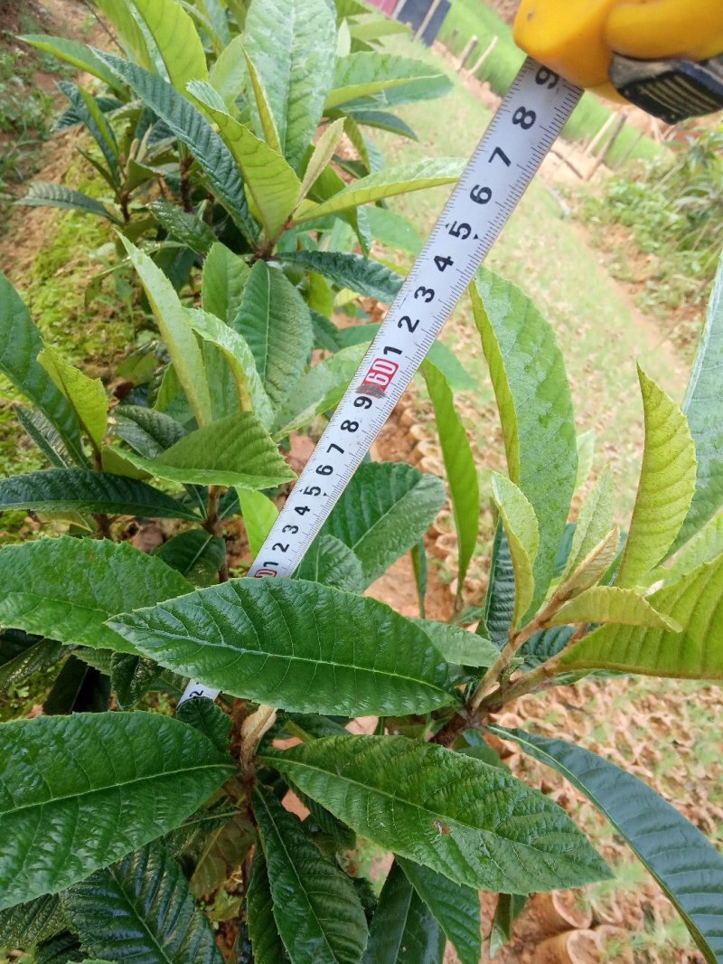 供应湿地松