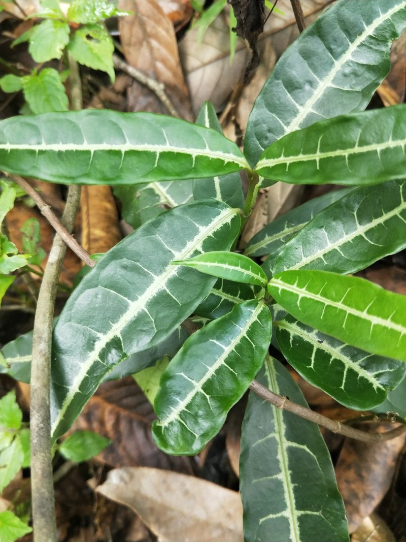 中药材蓬莱葛。