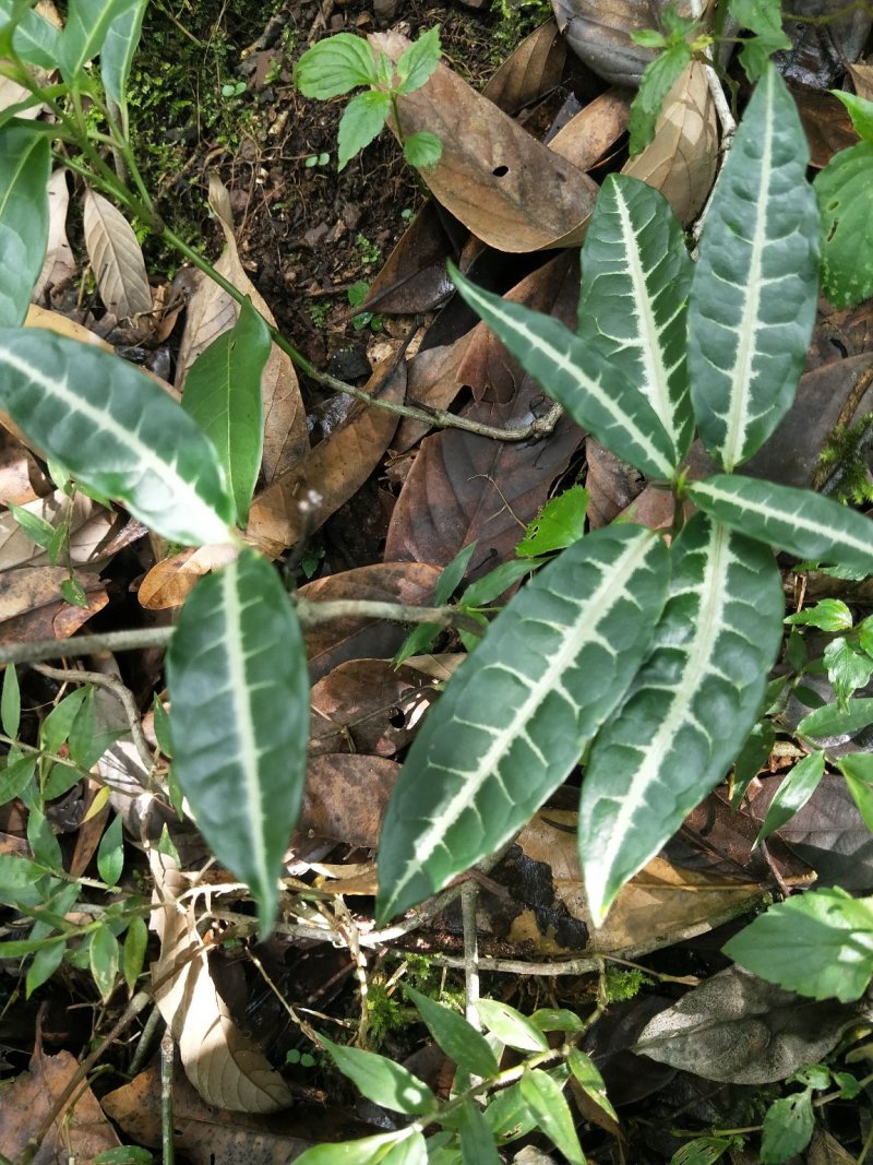 中药材蓬莱葛。