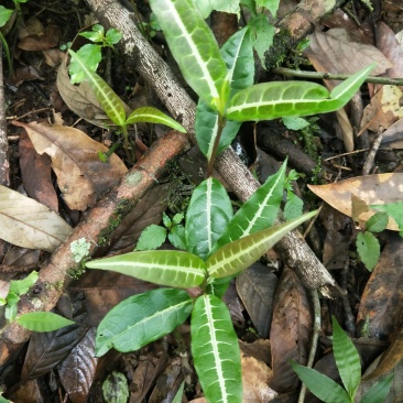 中药材蓬莱葛。