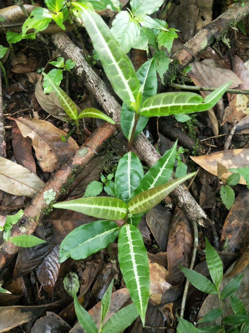 中药材蓬莱葛。