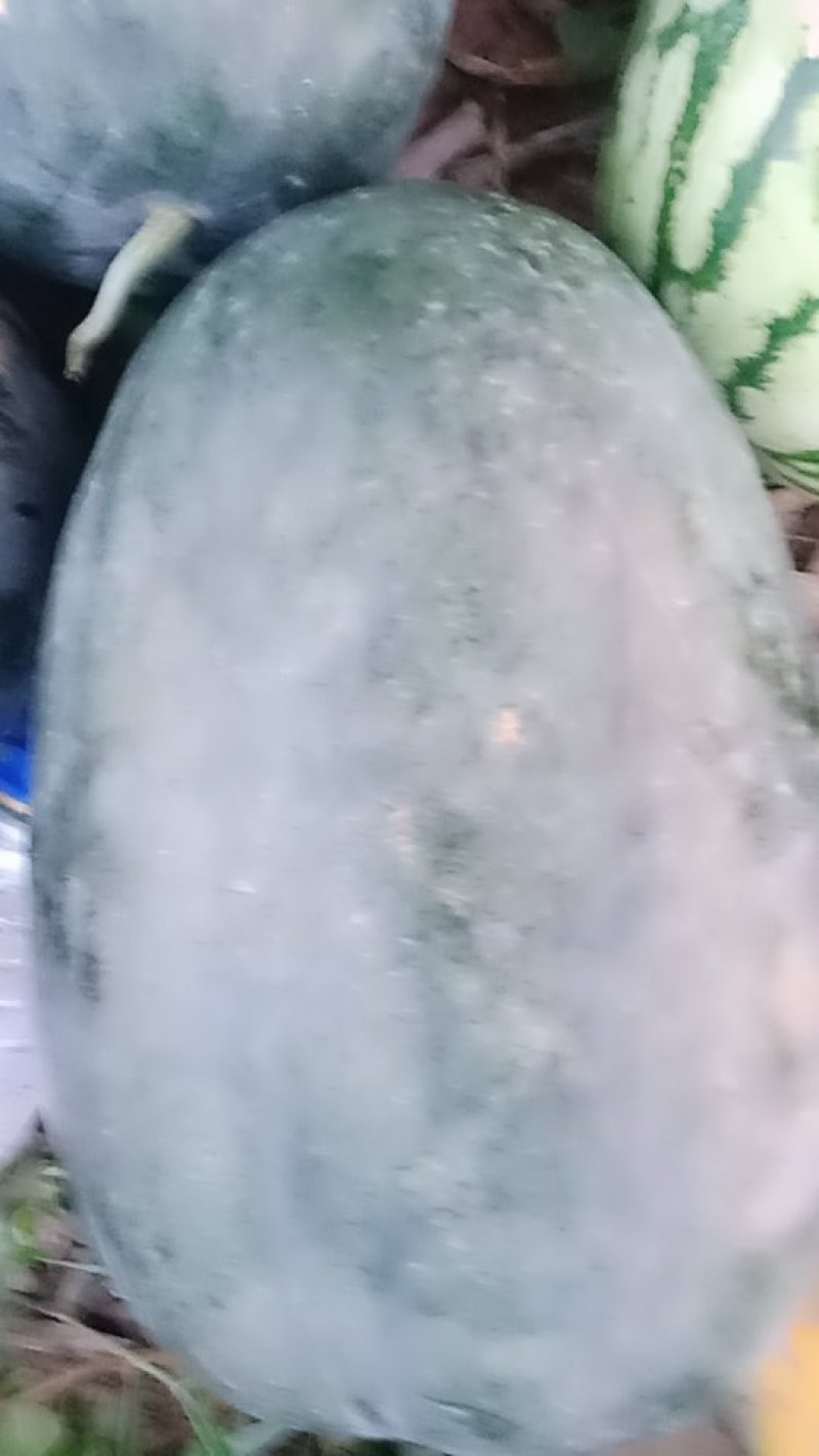 黑皮，花皮西瓜