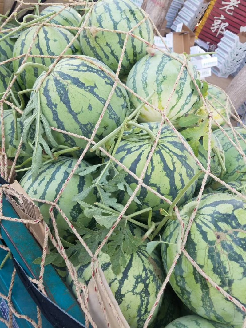 美都9成熟1茬甜度高皮毛靓皮薄大红瓤货源充沛