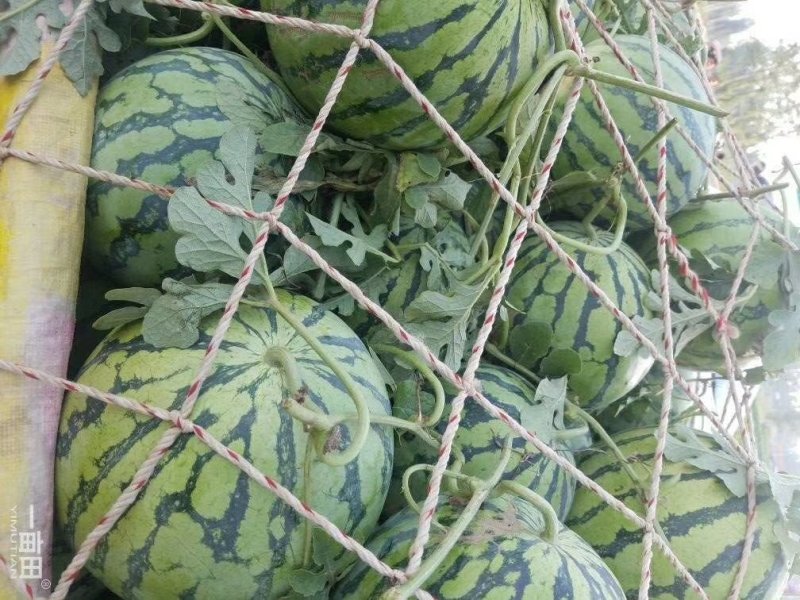 美都9成熟1茬甜度高皮毛靓皮薄大红瓤货源充沛