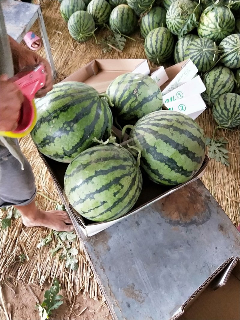 美都9成熟1茬甜度高皮毛靓皮薄大红瓤货源充沛