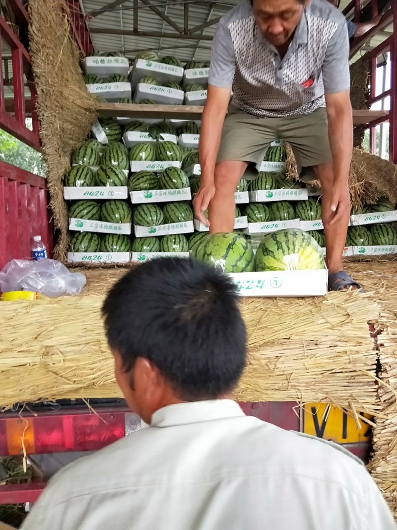 美都9成熟1茬甜度高皮毛靓皮薄大红瓤货源充沛