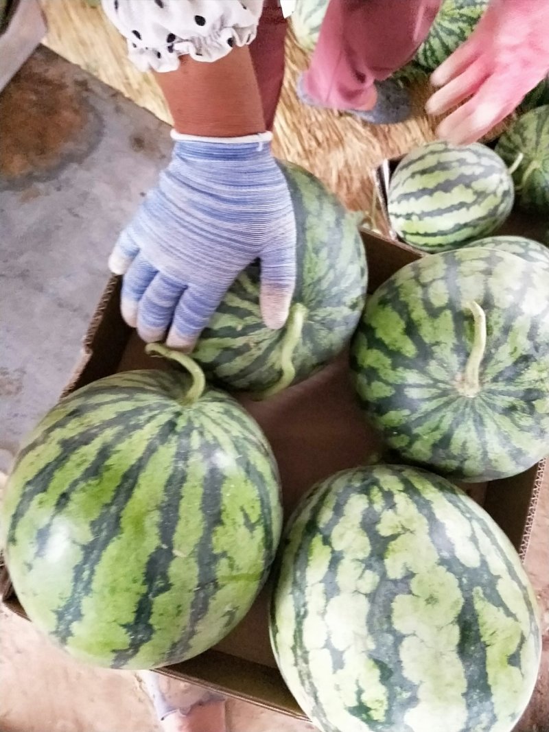 美都9成熟1茬甜度高皮毛靓皮薄大红瓤货源充沛