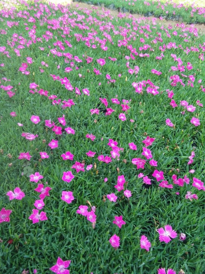 欧石竹，彩虹石竹，常夏石竹，种植基地！花海