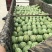 坡地西农系列8～10斤起步（直生苗1茬）