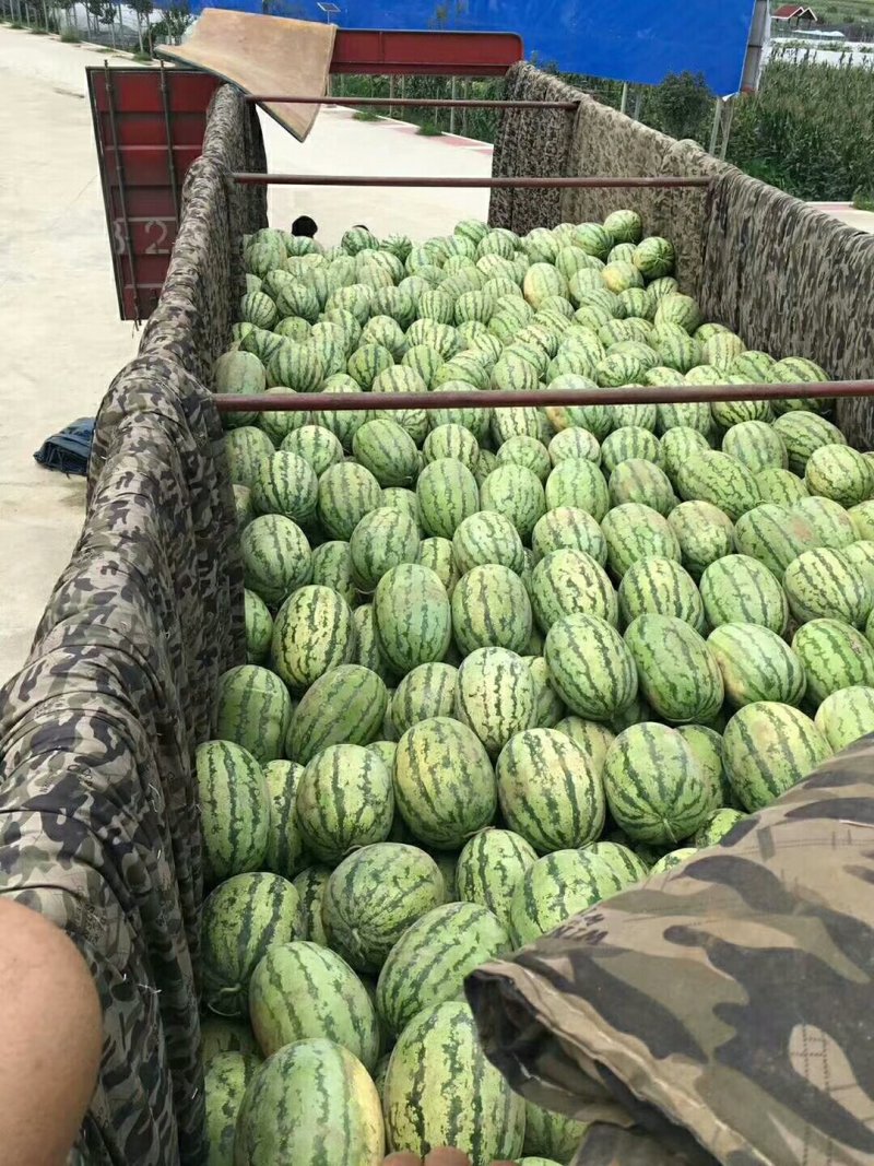 坡地西农系列8～10斤起步（直生苗1茬）