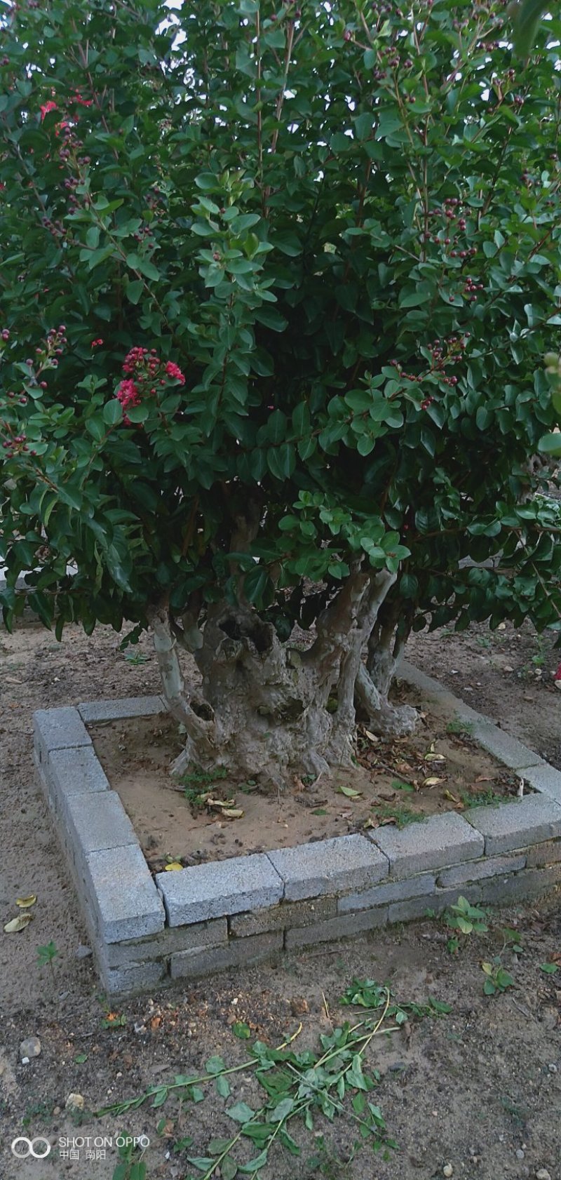 精品紫薇