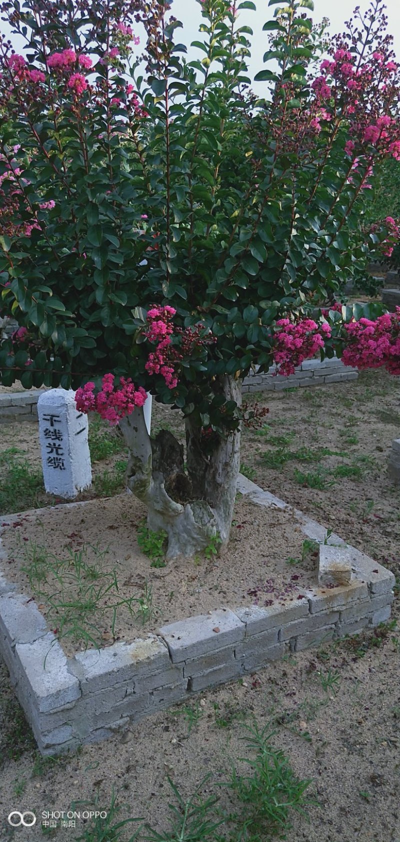 精品紫薇