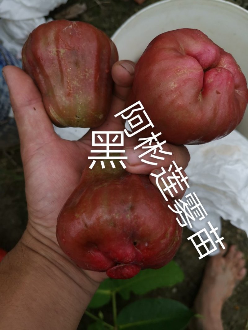 红莲雾果树苗黑糖芭比莲雾苗