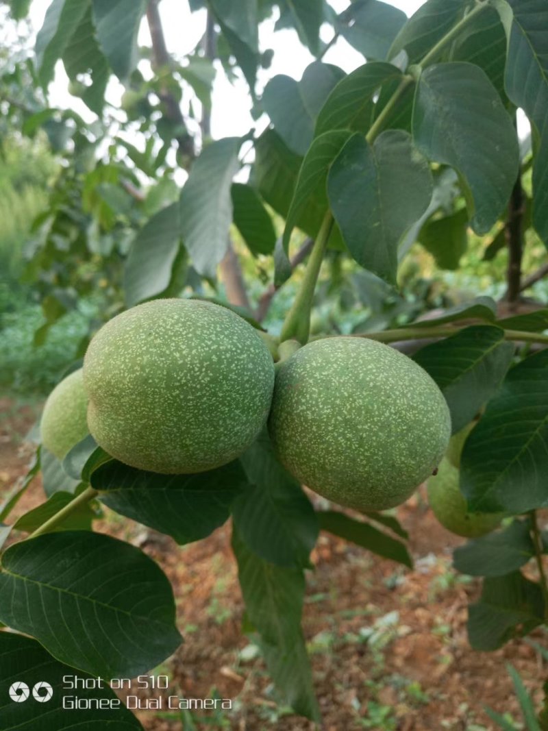 青皮核桃