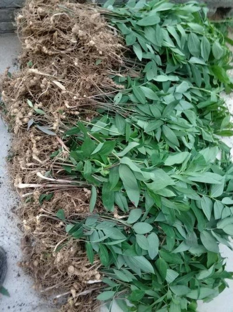黄精种子，红花滇黄精，鸡头黄精，多花黄静，姜型黄精