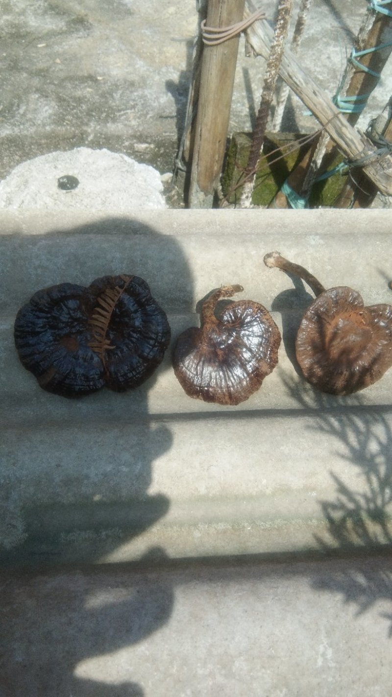 灵芝