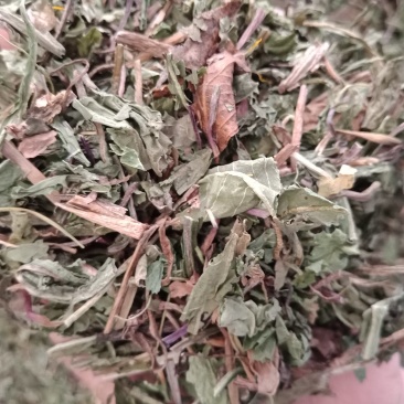 药用蒲公英家种公英蒲公英各种中药材批发质量保证