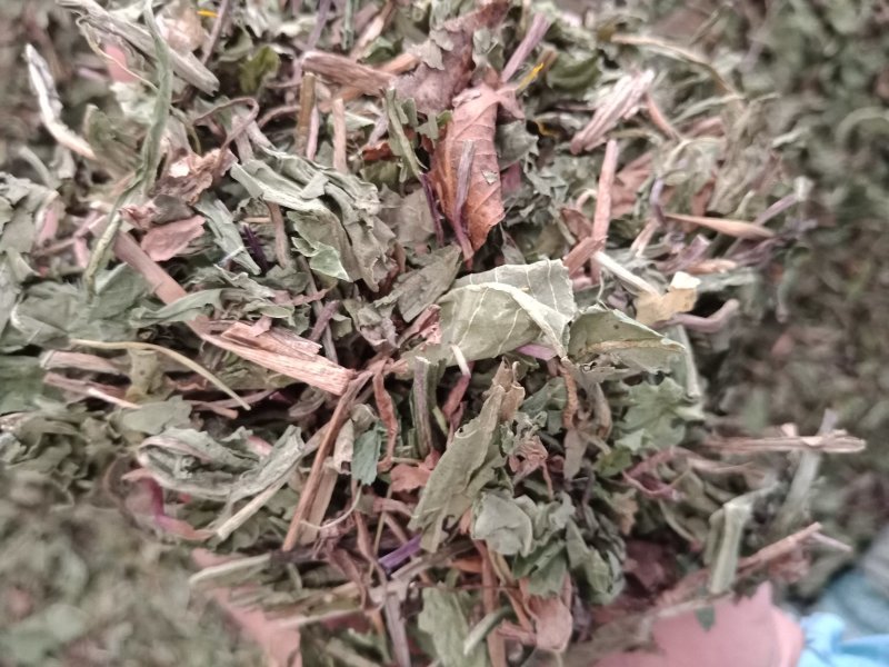 药用蒲公英家种公英蒲公英各种中药材批发质量保证