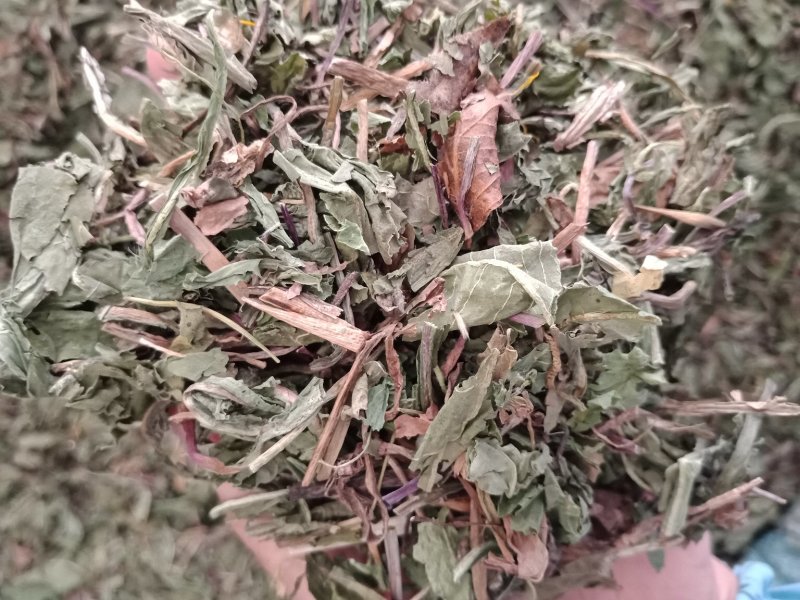 药用蒲公英家种公英蒲公英各种中药材批发质量保证
