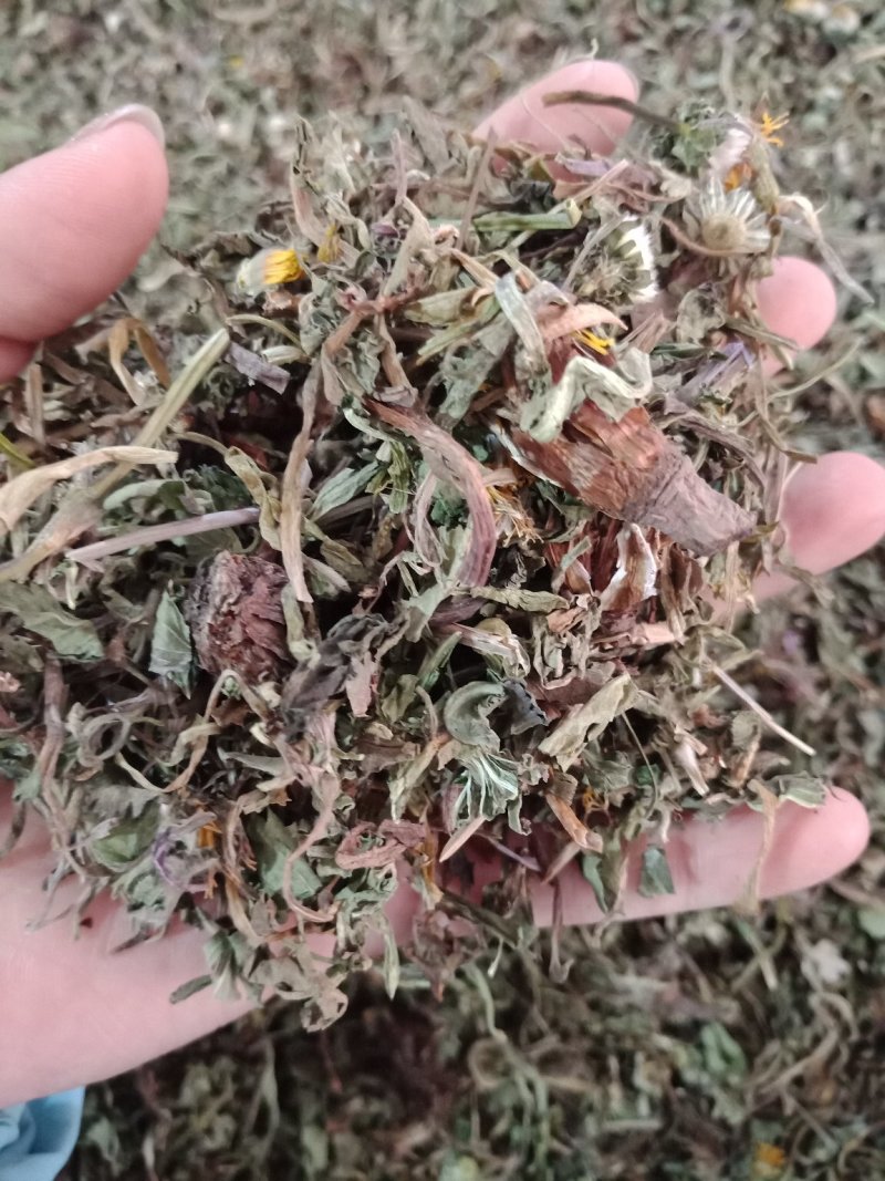 药用蒲公英家种公英蒲公英各种中药材批发质量保证