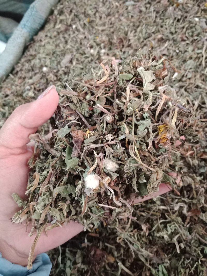 药用蒲公英家种公英蒲公英各种中药材批发质量保证