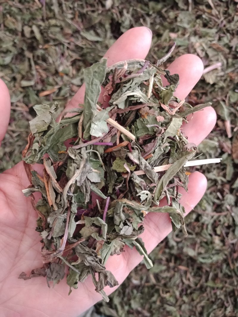 药用蒲公英家种公英蒲公英各种中药材批发质量保证
