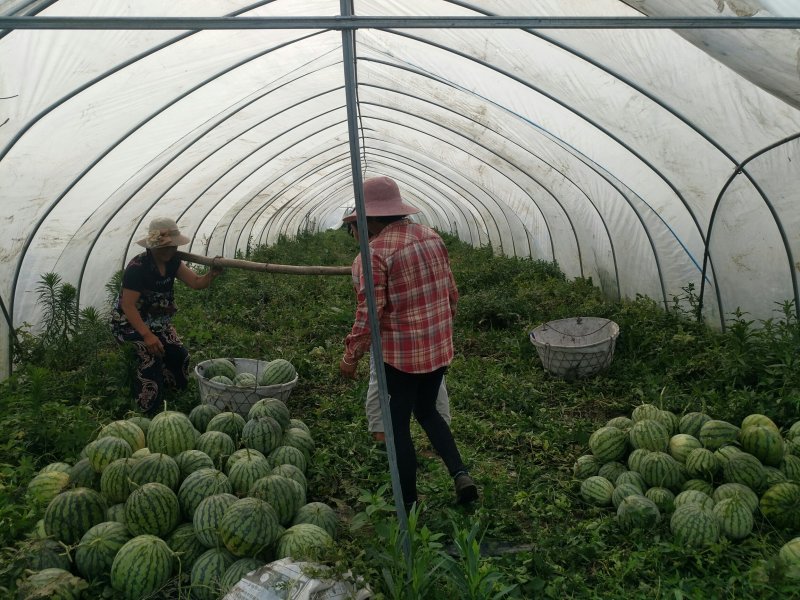 8424西瓜🍉