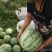 8424西瓜🍉