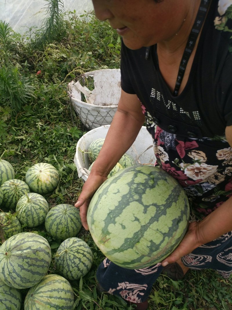 8424西瓜🍉