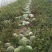 8424西瓜🍉