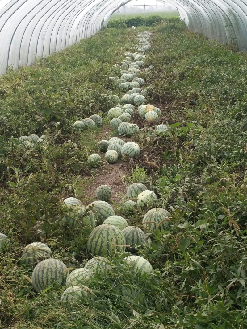 8424西瓜🍉