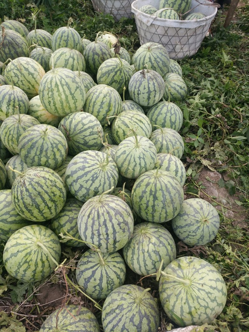 8424西瓜🍉