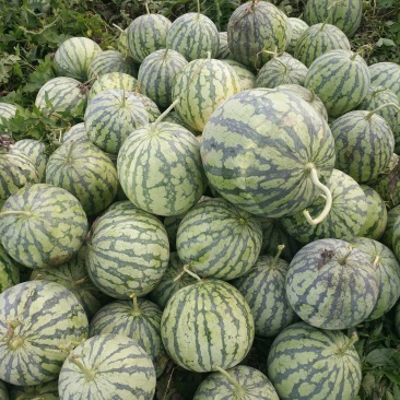 8424西瓜🍉
