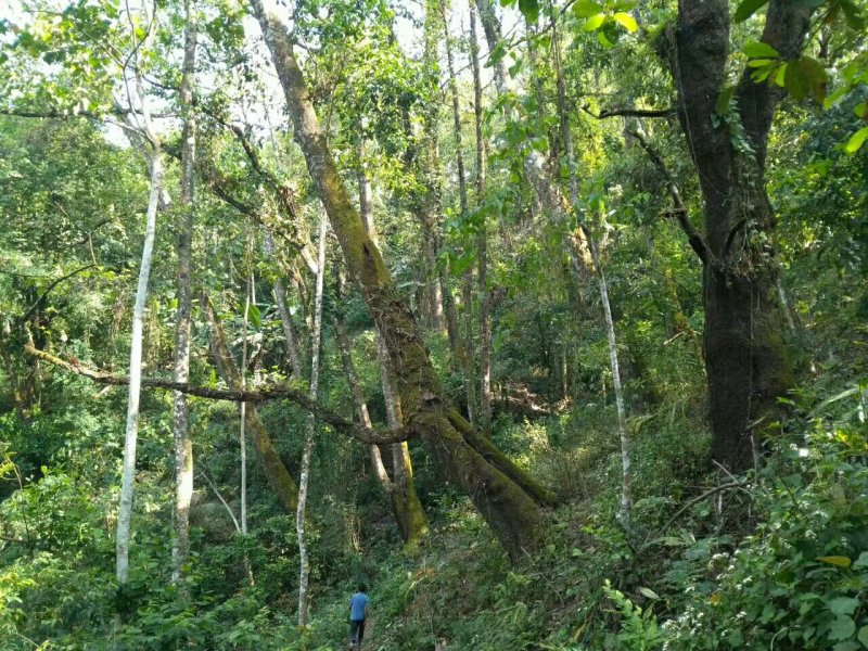 野生蜂蜜