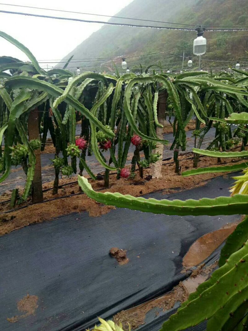广西火龙果金都一号，大红龙，桂红龙，皮薄肉厚汁水多，大量