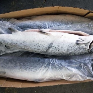 三文鱼鄂挎，太平洋星价格300件以上49.5/KG