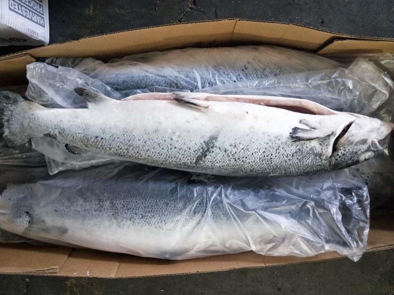 三文鱼鄂挎，太平洋星价格300件以上49.5/KG