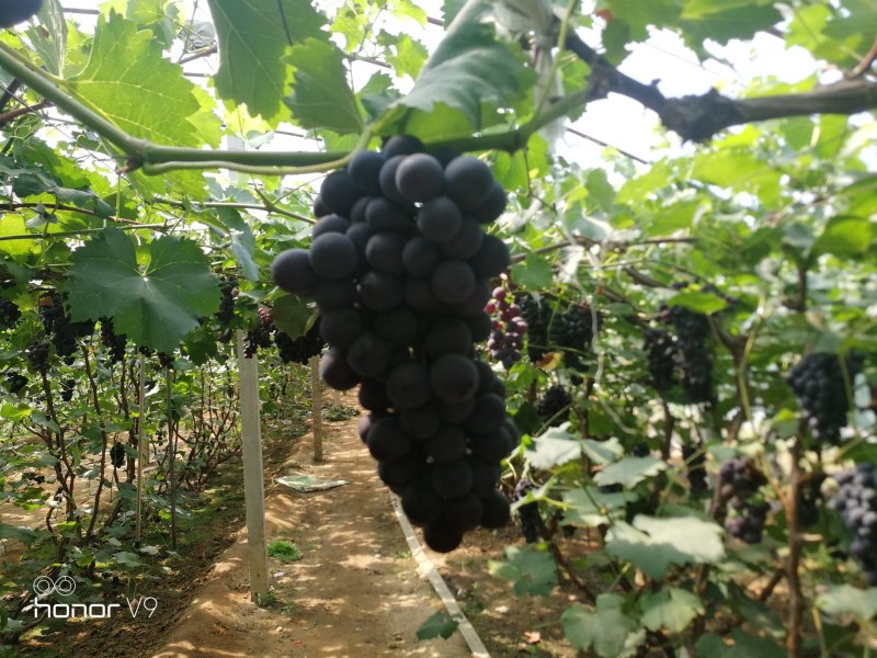 巨峰葡萄