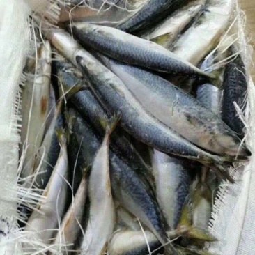 青占鱼2000吨现货4-6两5700元每吨