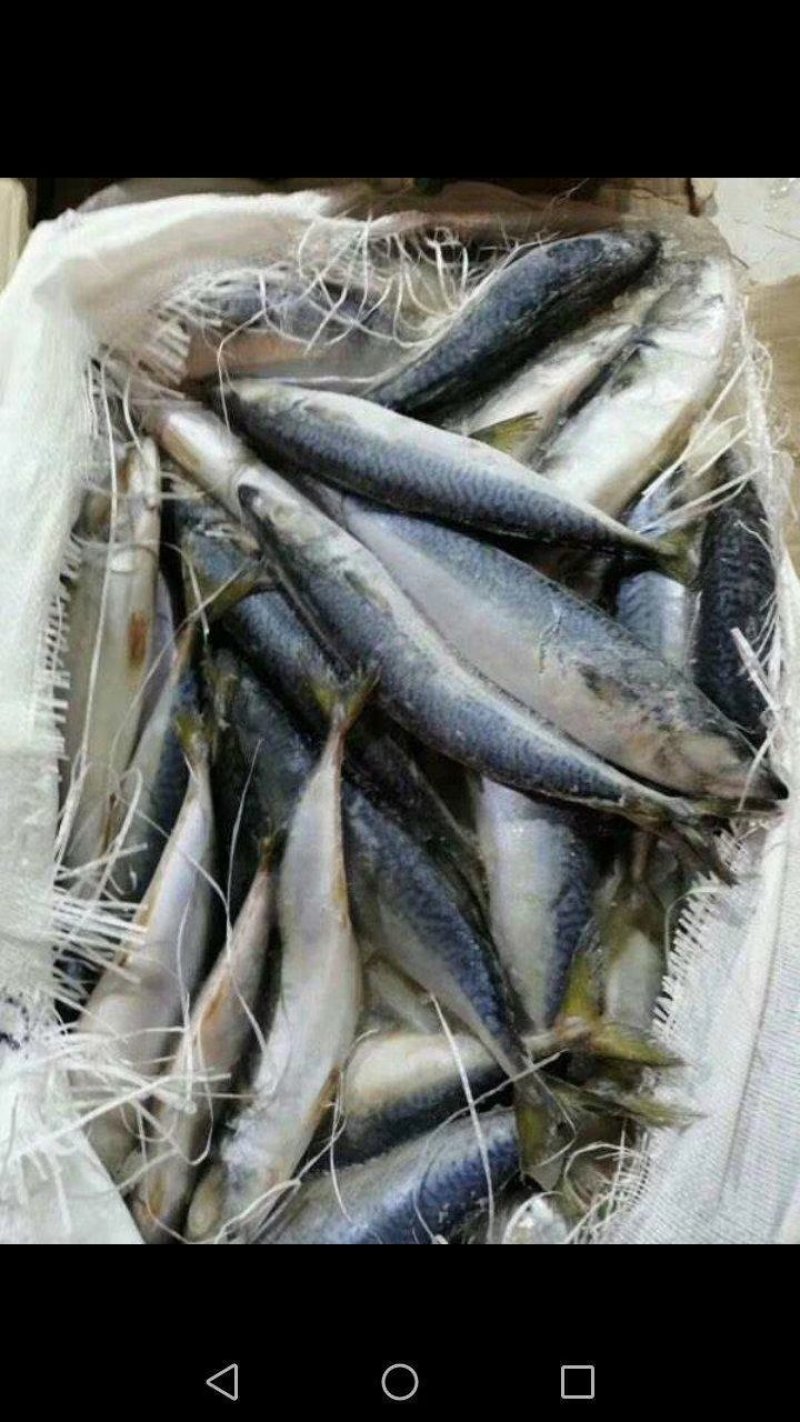青占鱼2000吨现货4-6两5700元每吨
