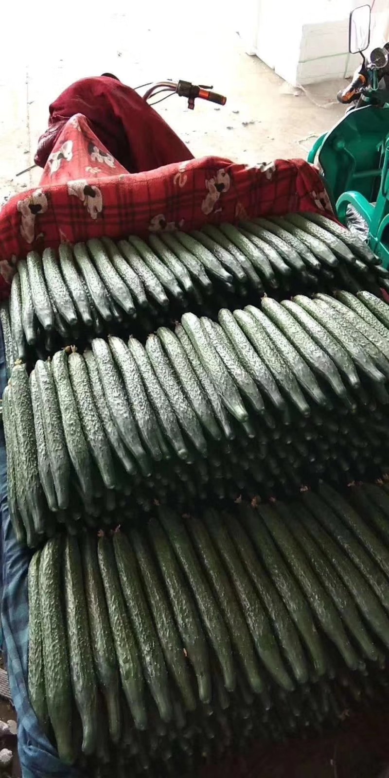 精品黄瓜颜色油绿鲜亮一次过合作终身是朋友