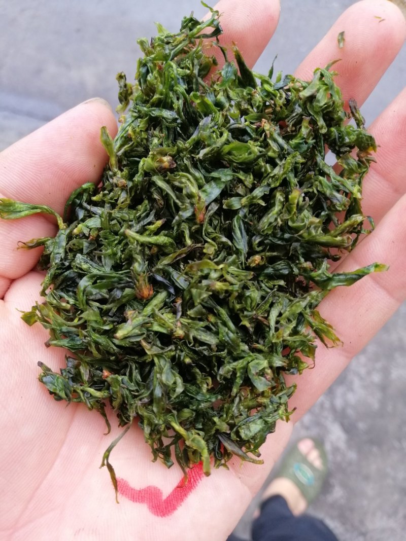 小叶苦丁