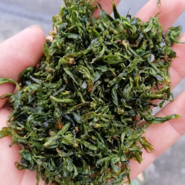 小叶苦丁
