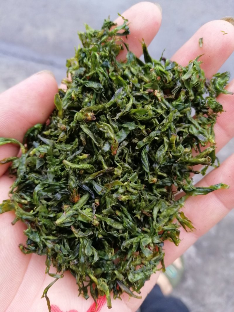 小叶苦丁