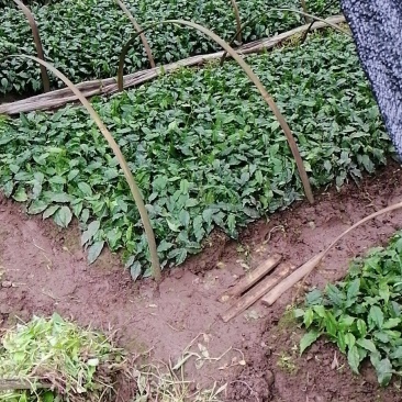 小叶苦丁茶苗