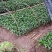 小叶苦丁茶苗