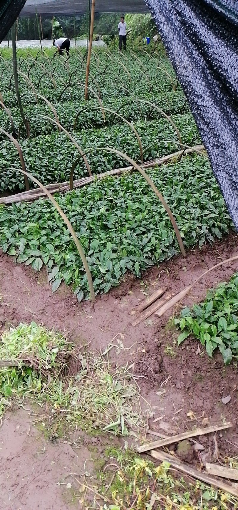 小叶苦丁茶苗